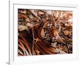 Bengal Tiger in Bandhavgarh National Park, India-Dee Ann Pederson-Framed Photographic Print