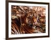 Bengal Tiger in Bandhavgarh National Park, India-Dee Ann Pederson-Framed Photographic Print