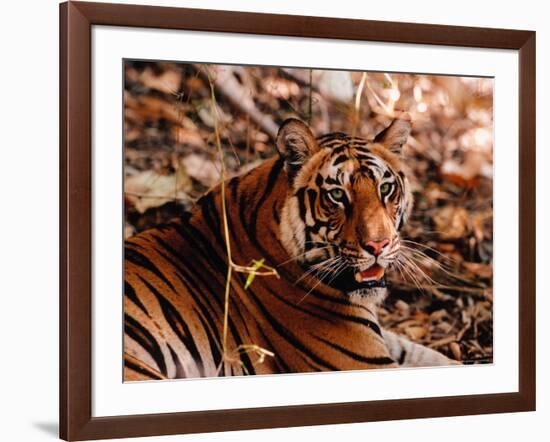 Bengal Tiger in Bandhavgarh National Park, India-Dee Ann Pederson-Framed Photographic Print