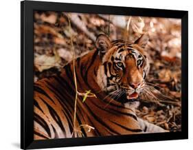 Bengal Tiger in Bandhavgarh National Park, India-Dee Ann Pederson-Framed Photographic Print