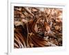 Bengal Tiger in Bandhavgarh National Park, India-Dee Ann Pederson-Framed Photographic Print