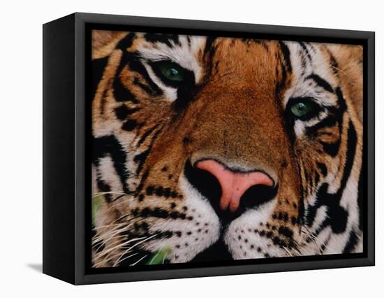 Bengal Tiger in Bandhavgarh National Park, India-Dee Ann Pederson-Framed Stretched Canvas