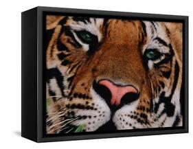 Bengal Tiger in Bandhavgarh National Park, India-Dee Ann Pederson-Framed Stretched Canvas