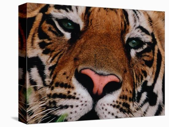 Bengal Tiger in Bandhavgarh National Park, India-Dee Ann Pederson-Stretched Canvas