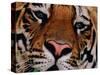 Bengal Tiger in Bandhavgarh National Park, India-Dee Ann Pederson-Stretched Canvas