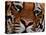 Bengal Tiger in Bandhavgarh National Park, India-Dee Ann Pederson-Stretched Canvas