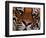 Bengal Tiger in Bandhavgarh National Park, India-Dee Ann Pederson-Framed Photographic Print