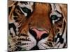 Bengal Tiger in Bandhavgarh National Park, India-Dee Ann Pederson-Mounted Photographic Print