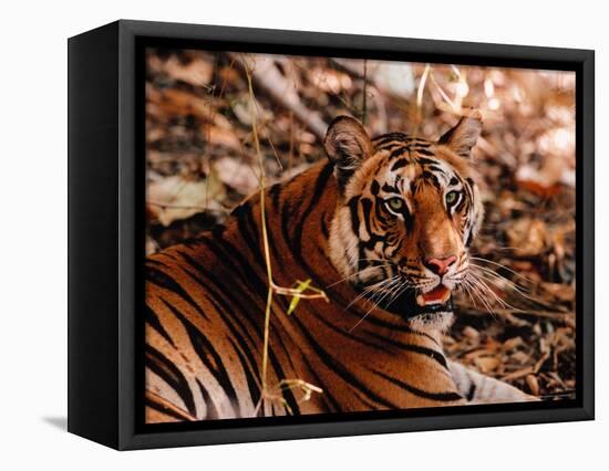 Bengal Tiger in Bandhavgarh National Park, India-Dee Ann Pederson-Framed Stretched Canvas