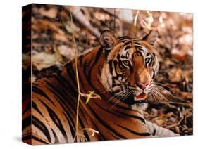 Bengal Tiger in Bandhavgarh National Park, India-Dee Ann Pederson-Stretched Canvas