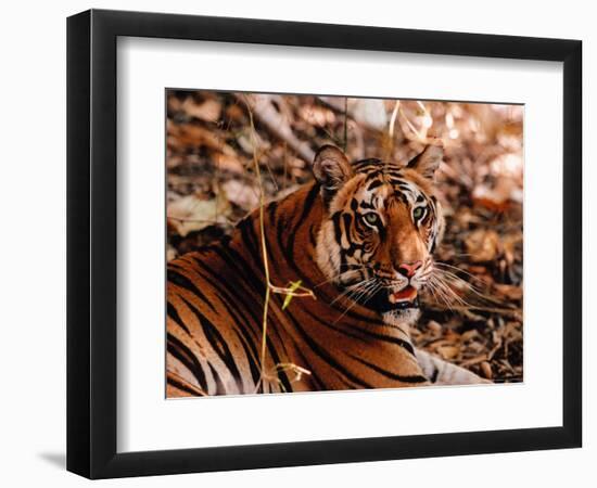 Bengal Tiger in Bandhavgarh National Park, India-Dee Ann Pederson-Framed Photographic Print