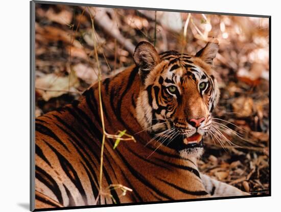 Bengal Tiger in Bandhavgarh National Park, India-Dee Ann Pederson-Mounted Photographic Print