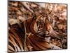 Bengal Tiger in Bandhavgarh National Park, India-Dee Ann Pederson-Mounted Photographic Print