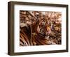 Bengal Tiger in Bandhavgarh National Park, India-Dee Ann Pederson-Framed Premium Photographic Print