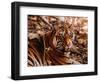 Bengal Tiger in Bandhavgarh National Park, India-Dee Ann Pederson-Framed Premium Photographic Print