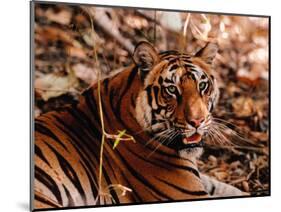 Bengal Tiger in Bandhavgarh National Park, India-Dee Ann Pederson-Mounted Premium Photographic Print