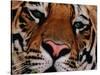 Bengal Tiger in Bandhavgarh National Park, India-Dee Ann Pederson-Stretched Canvas