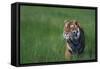 Bengal Tiger in Grass-DLILLC-Framed Stretched Canvas