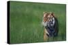 Bengal Tiger in Grass-DLILLC-Stretched Canvas