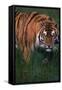 Bengal Tiger in Grass-DLILLC-Framed Stretched Canvas