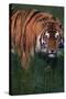 Bengal Tiger in Grass-DLILLC-Stretched Canvas