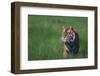 Bengal Tiger in Grass-DLILLC-Framed Photographic Print