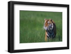 Bengal Tiger in Grass-DLILLC-Framed Photographic Print