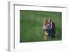 Bengal Tiger in Grass-DLILLC-Framed Photographic Print