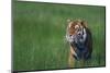 Bengal Tiger in Grass-DLILLC-Mounted Photographic Print