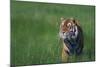Bengal Tiger in Grass-DLILLC-Mounted Photographic Print