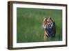 Bengal Tiger in Grass-DLILLC-Framed Photographic Print