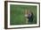 Bengal Tiger in Grass-DLILLC-Framed Photographic Print