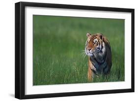 Bengal Tiger in Grass-DLILLC-Framed Photographic Print