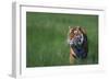 Bengal Tiger in Grass-DLILLC-Framed Photographic Print