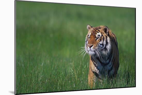 Bengal Tiger in Grass-DLILLC-Mounted Photographic Print