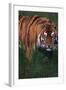 Bengal Tiger in Grass-DLILLC-Framed Photographic Print