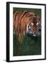 Bengal Tiger in Grass-DLILLC-Framed Photographic Print