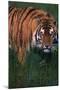 Bengal Tiger in Grass-DLILLC-Mounted Photographic Print