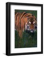 Bengal Tiger in Grass-DLILLC-Framed Photographic Print