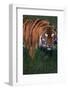 Bengal Tiger in Grass-DLILLC-Framed Photographic Print