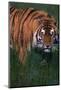 Bengal Tiger in Grass-DLILLC-Mounted Photographic Print