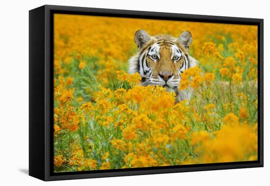 Bengal Tiger in Orange Mustard Flowers-null-Framed Stretched Canvas