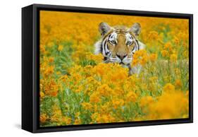 Bengal Tiger in Orange Mustard Flowers-null-Framed Stretched Canvas