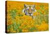 Bengal Tiger in Orange Mustard Flowers-null-Stretched Canvas