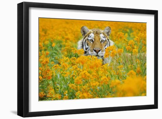 Bengal Tiger in Orange Mustard Flowers-null-Framed Photographic Print
