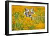 Bengal Tiger in Orange Mustard Flowers-null-Framed Photographic Print