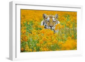 Bengal Tiger in Orange Mustard Flowers-null-Framed Photographic Print