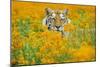 Bengal Tiger in Orange Mustard Flowers-null-Mounted Photographic Print