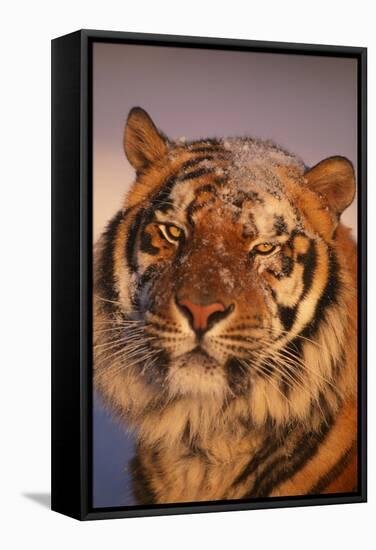 Bengal Tiger in Snow-DLILLC-Framed Stretched Canvas