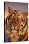 Bengal Tiger in Snow-DLILLC-Stretched Canvas